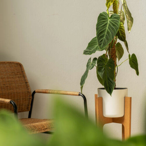 Modern apartment interior with rattan chair and potted plant at The Overlook student apartments Nacogdoches TX